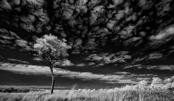 Photograph Gert Van Den Bosch Single Tree Infrared on One Eyeland